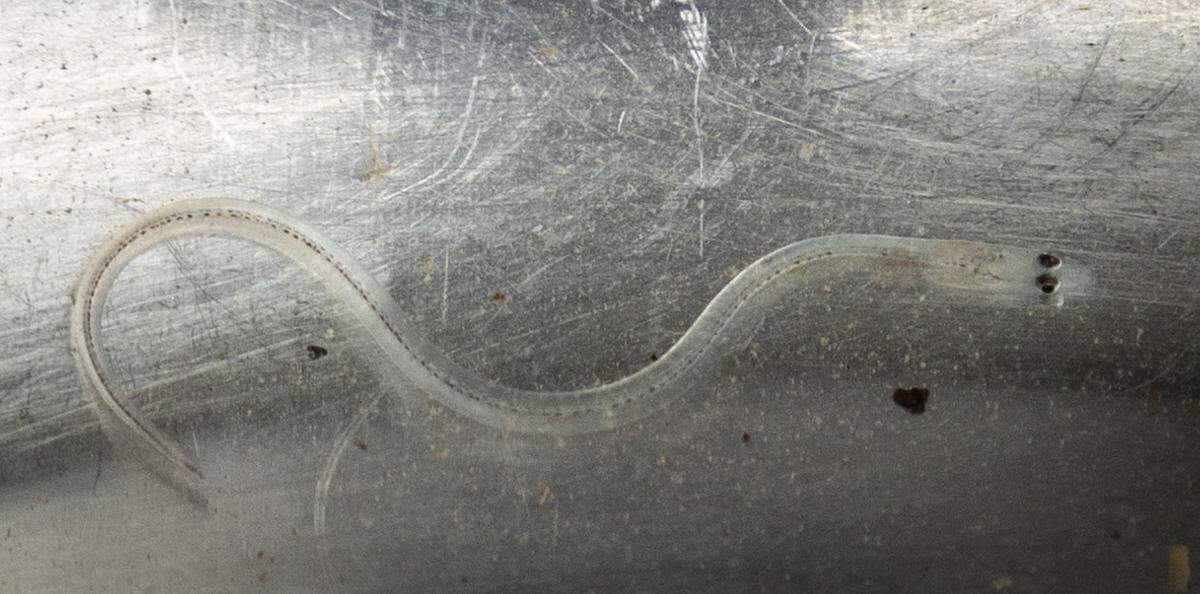 A tiny eel or zangi in Haitian Creole in the waters of Port-de-Paix off Haiti’s northwest coast.
