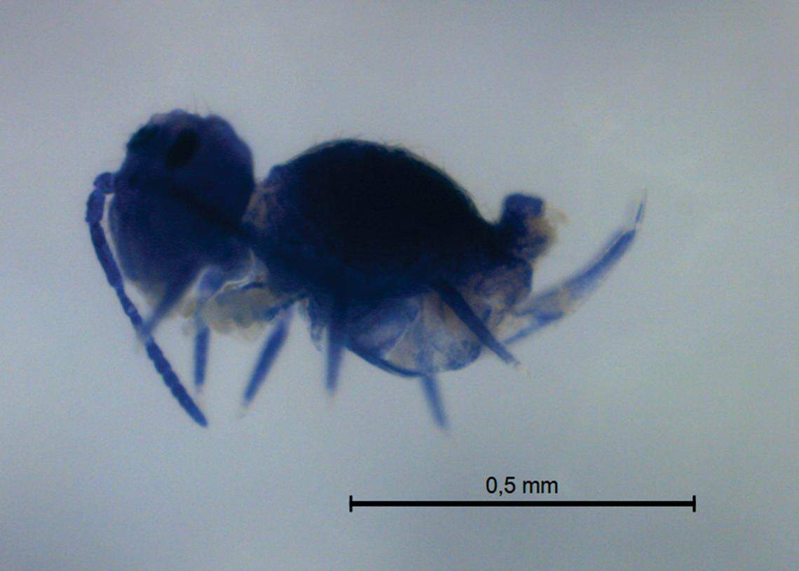 Szeptyckitheca cyanea was named after its “dark bluish” color, researchers said.