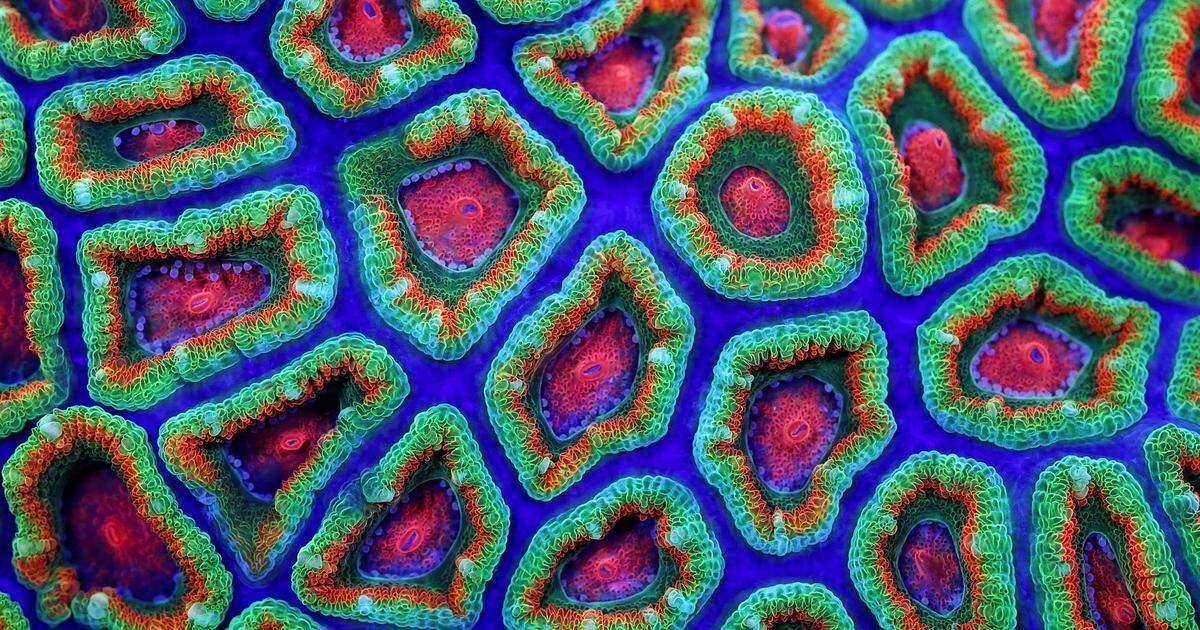 Coral Morphologic will project living corals on the facade of the Knight Concert Hall at the Arsht Center in downtown Miami.