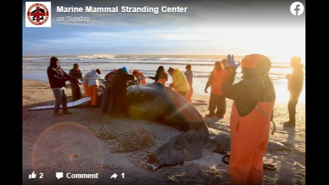 After a dead humpback whale washed up on a New Jersey beach, an early investigation reveals it was likely hit by a boat.