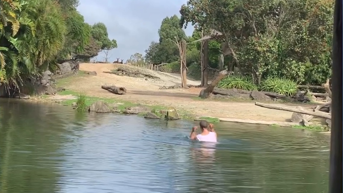 A man jumped into rhino enclosure and swam in pond at the Auckland Zoo, video shows. The dangerous incident was resolved without injury.