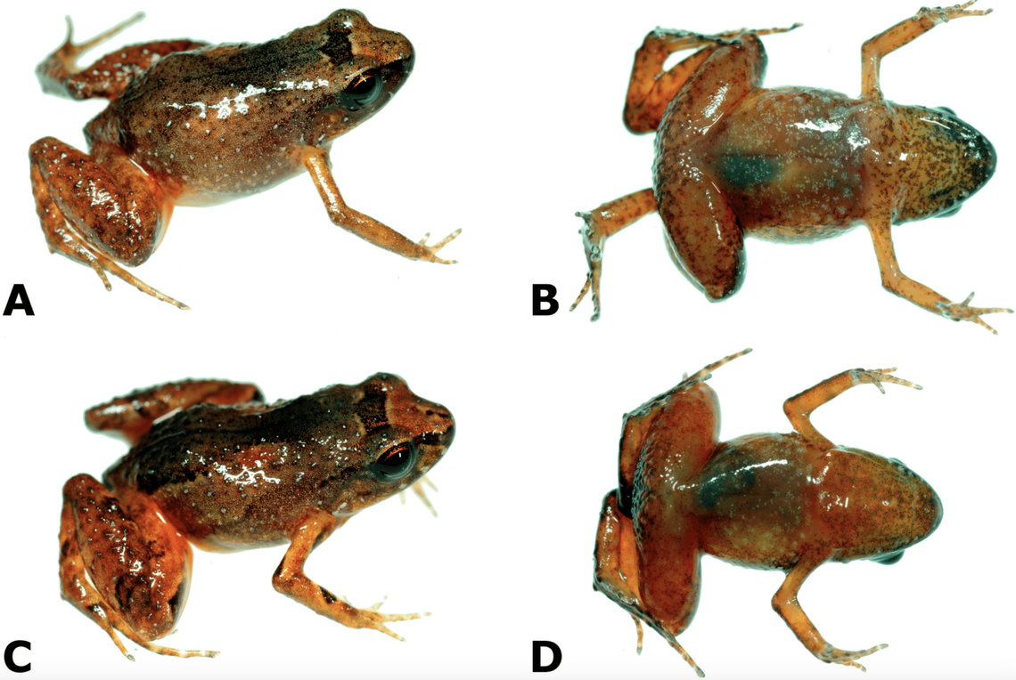 Females of the species are red, orange and yellow with some spots of blue.