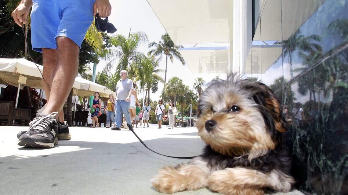 Can you bring your dog into a South Florida mall? Check the rules