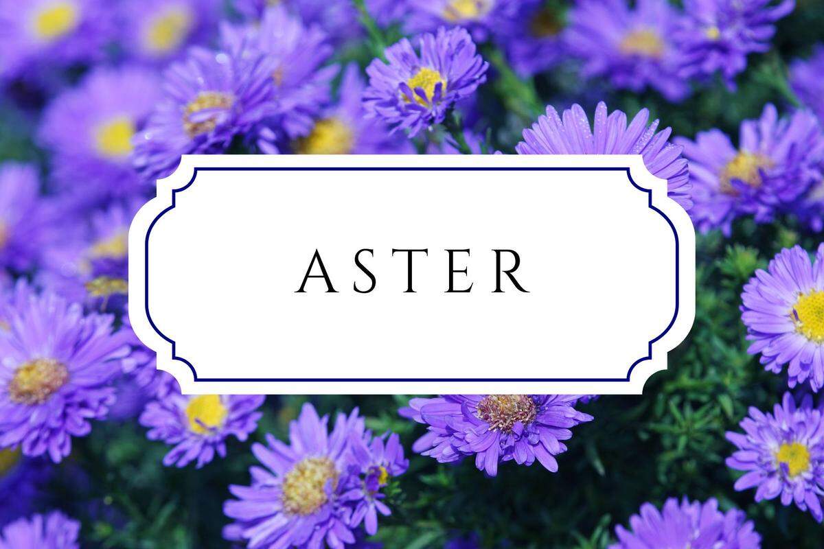 unique nature names aster