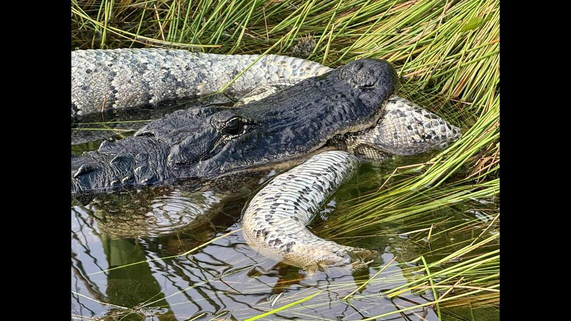 Alligator seen eating invasive python, Florida video shows | Miami Herald