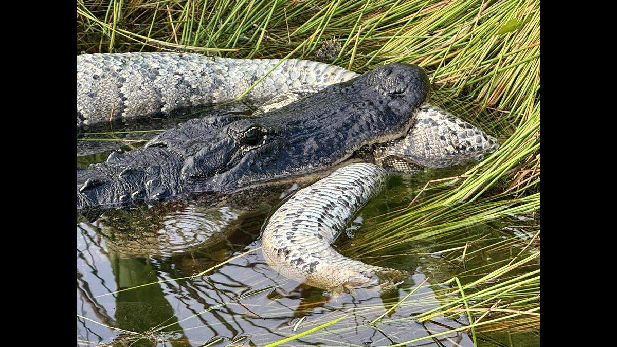 Alison Joslyn was visiting the Shark Valley area of Everglades National Park when she spotted this alligator chewing on a recently killed Burmese python. The snakes are an invasive species in Florida.