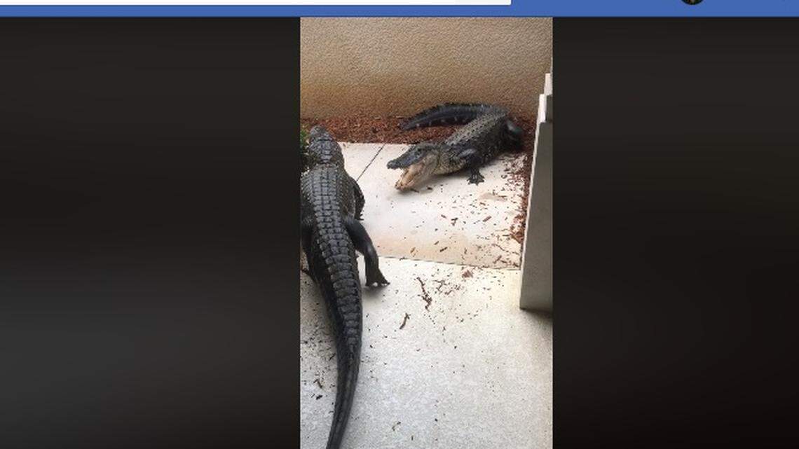 Two gators fight outside the Geshel family’s front door in Fort Myers, Florida, on May 26, 2020.