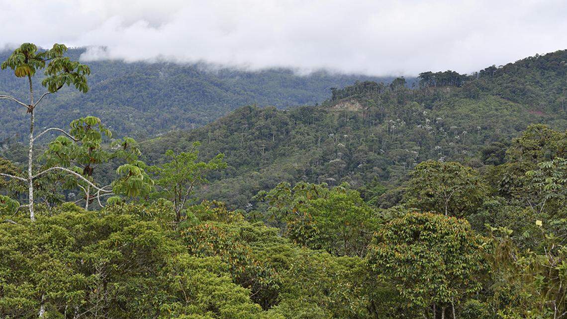 A new species of frog was discovered in Peru when researchers heard it whistling in a rainforest, according to a study.