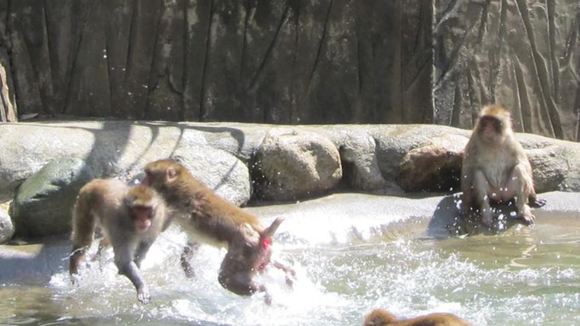 Police in Yamaguchi, Japan, are hunting a monkey who attacked around 20 people in the last two weeks.