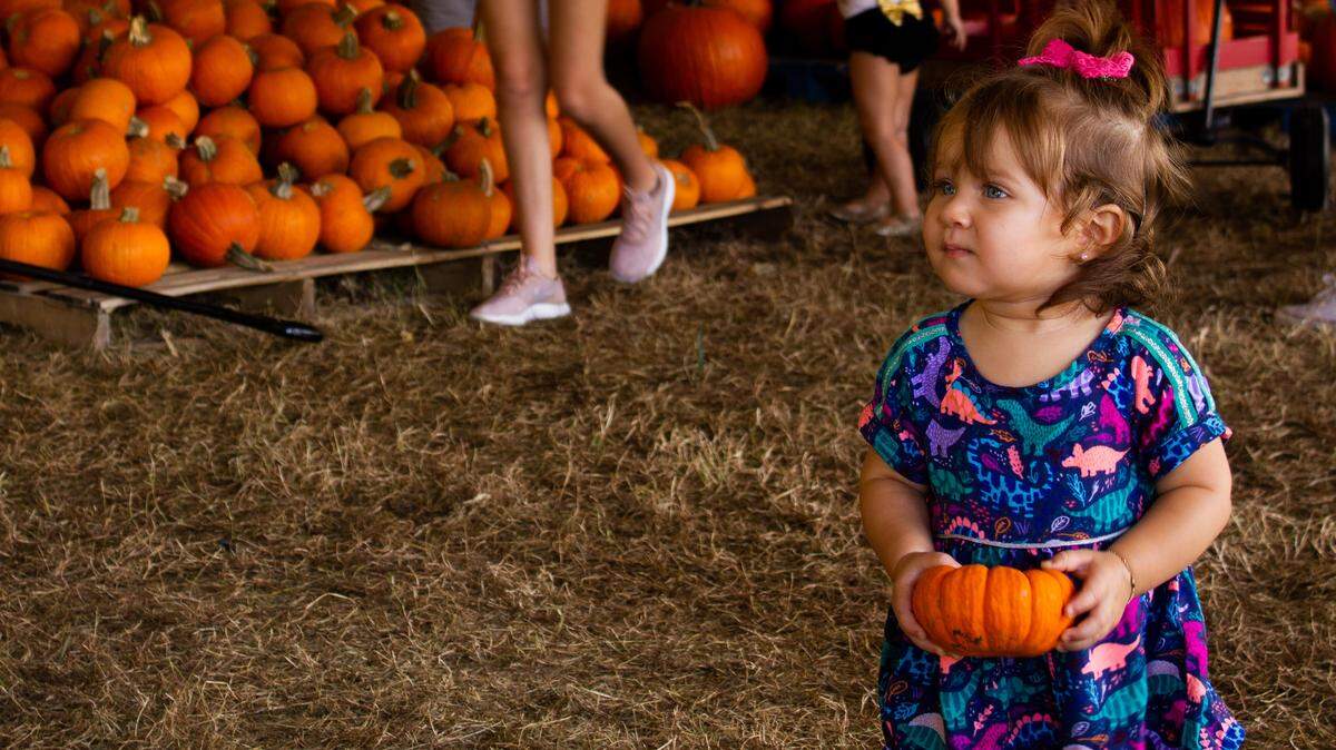 Joslyn Rose Delabarrera, 15 months, picks a tiny pumpkin at The Pumpkin Patch in Kendall the last weekend before Halloween.