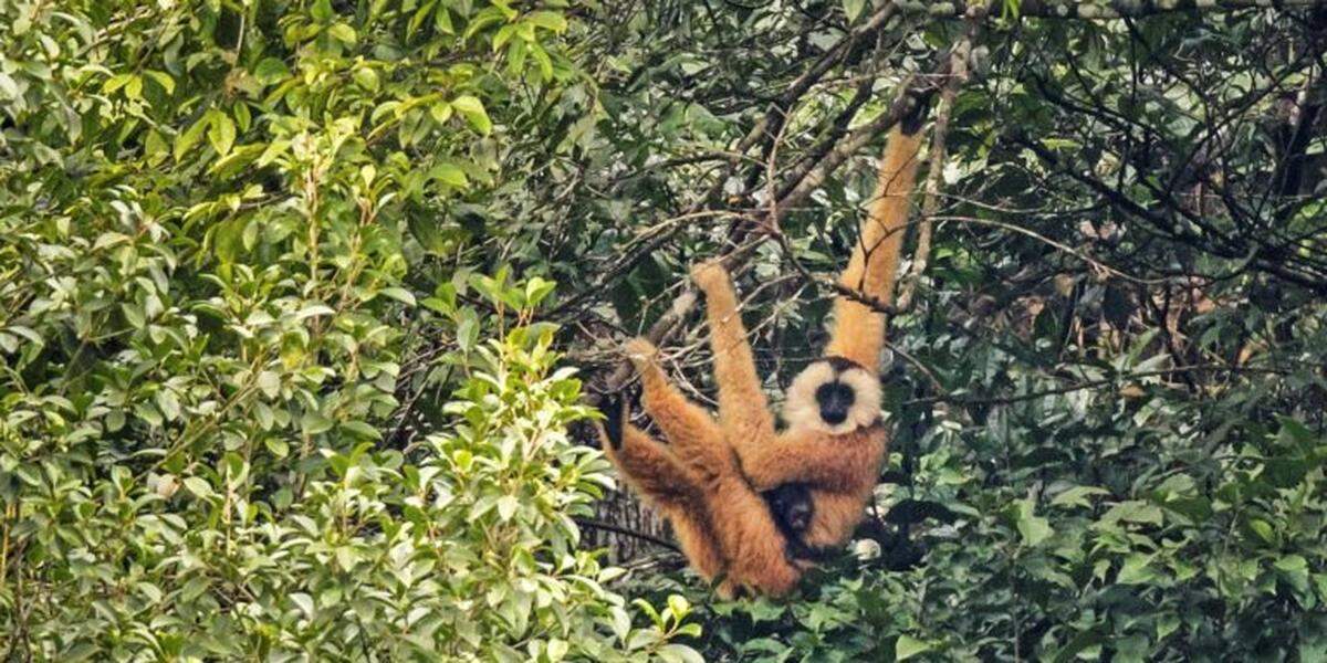 Cao vit gibbons are the “world’s second rarest primate,” officials said.