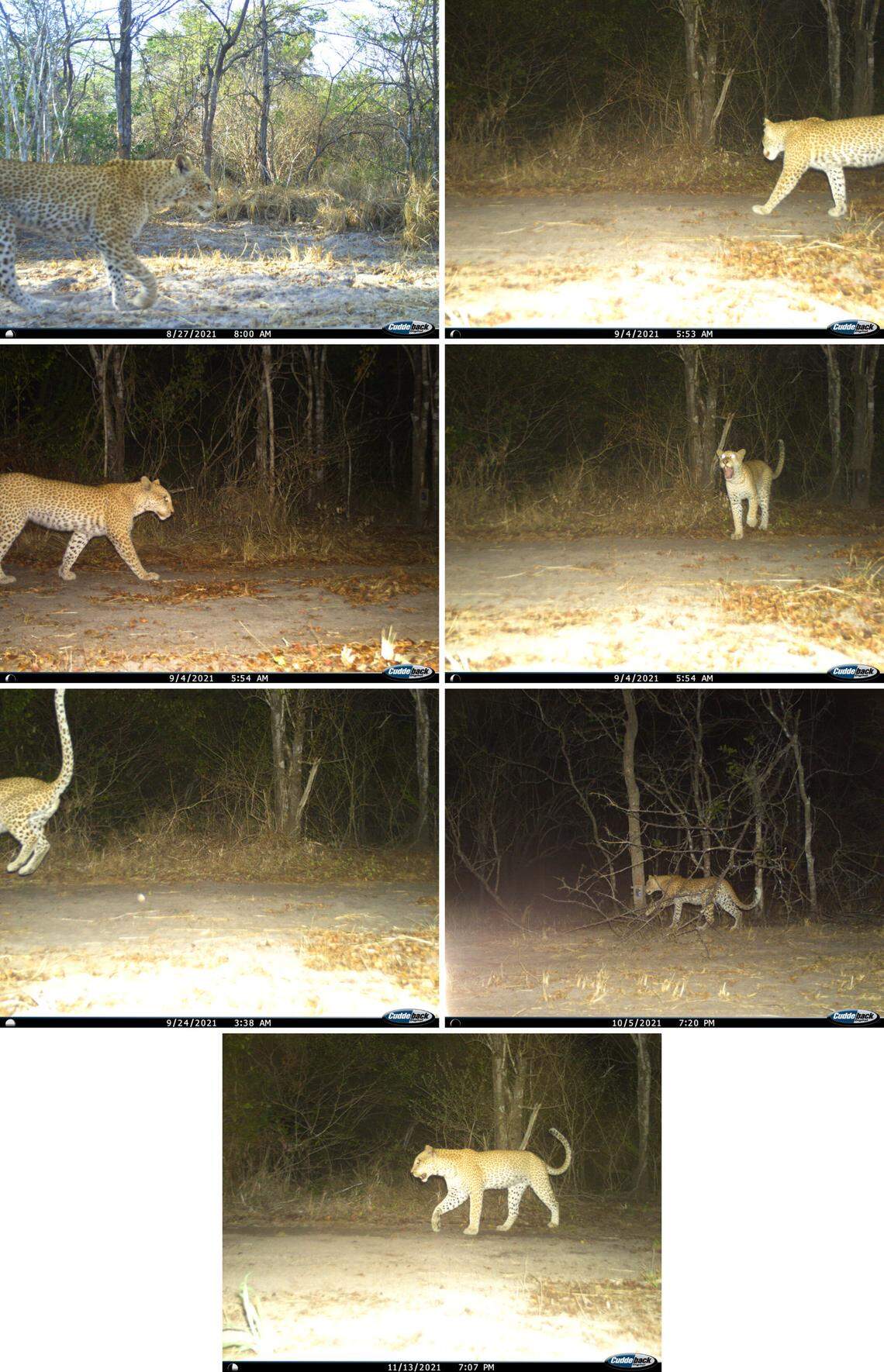 The female was photographed on five different days in the park, researchers said.