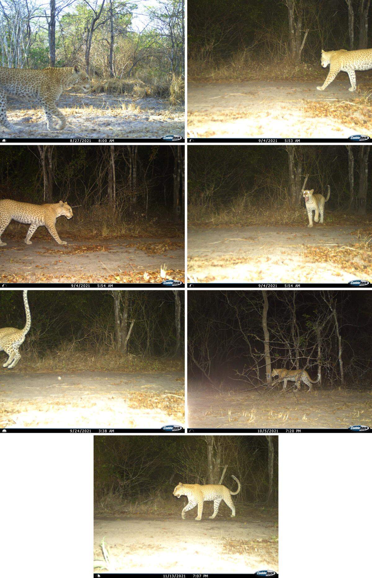 The female was photographed on five different days in the park, researchers said.