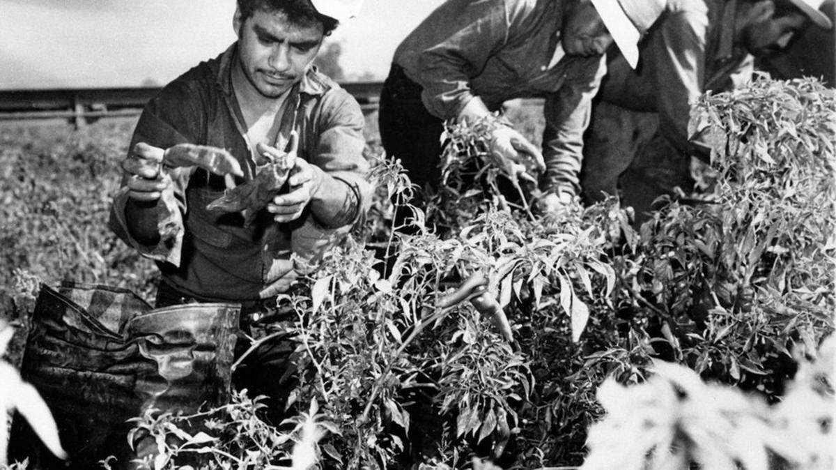 During World War II, Mexican laborers came to the United States through the “bracero” program to help put food on American tables.