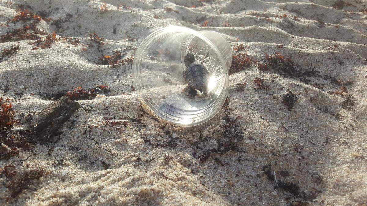 Young sea turtles found in the Pacific and Indian Oceans are filled with a dangerous amount of plastic, researchers find in a study published Aug. 2, 2021.