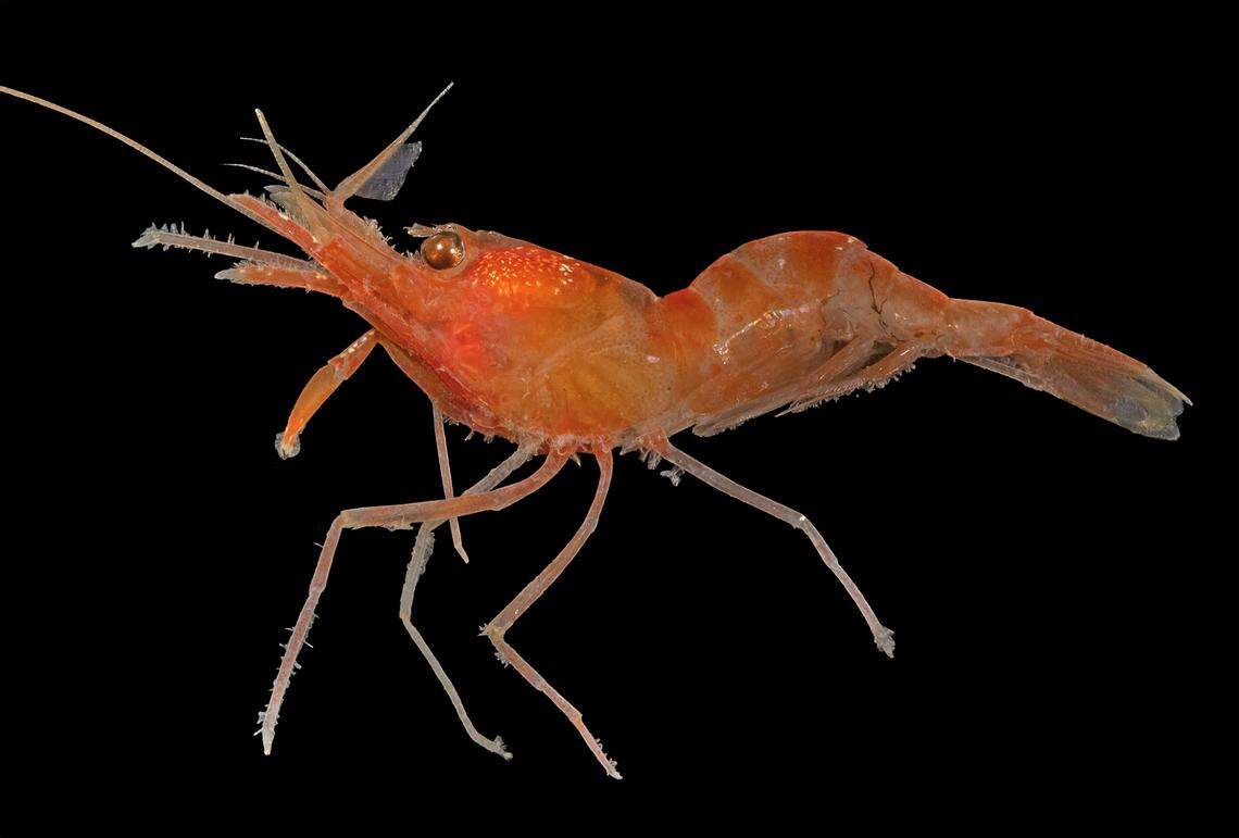 The species is entirely “orange-red” compared to related species with more colors, researchers said.