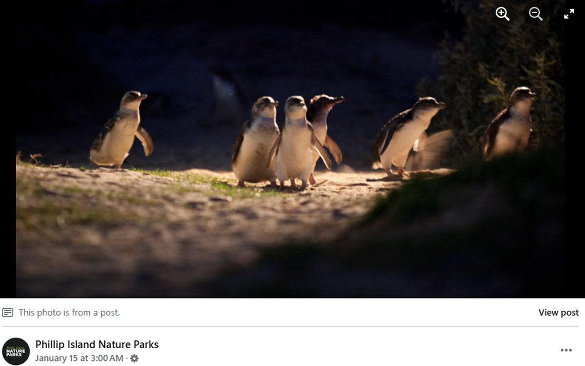 Little penguins, the subjects of the Australia Penguin Parade, are leaving love behind and showing higher divorce rates, worrying experts.