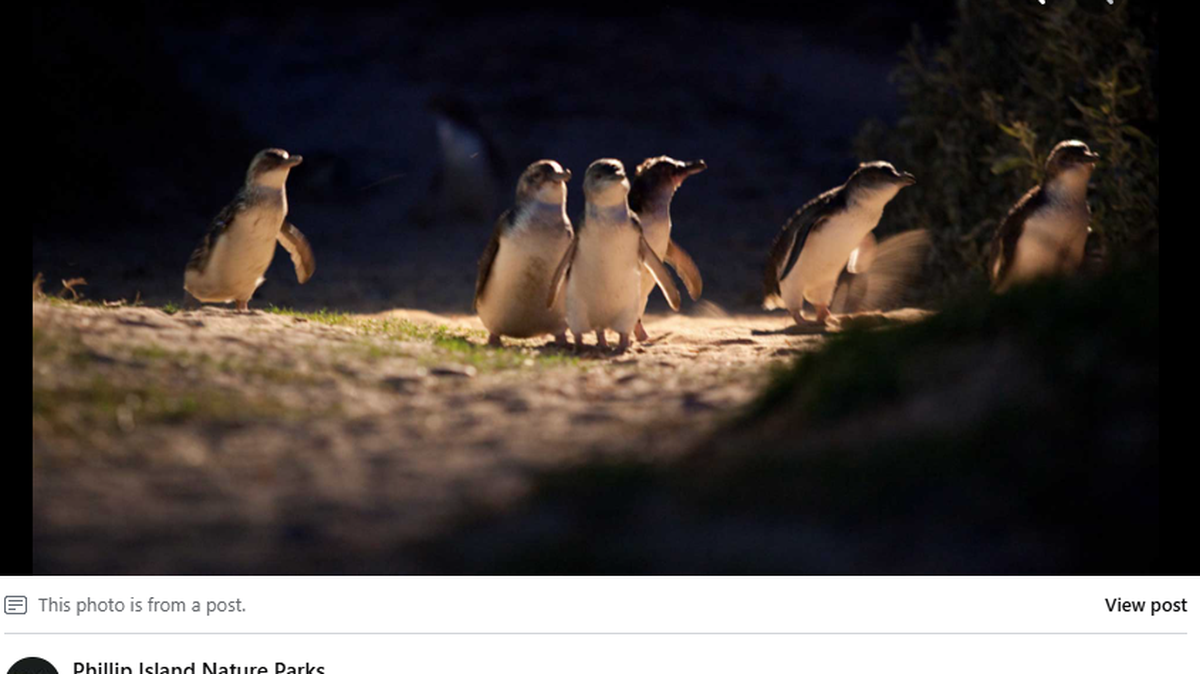 Little penguins, the subjects of the Australia Penguin Parade, are leaving love behind and showing higher divorce rates, worrying experts.