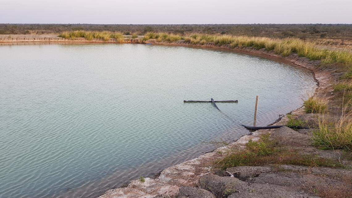 Scientists found an animal with a “mask-like” pattern hiding in gardens and discovered a new species, a study said. Photo shows a representative area of Panama.