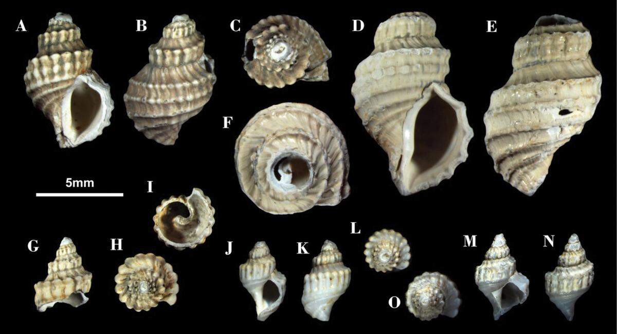 The fossilized species has a sturdy and thick shell, and bumps that look like a string of pearls, researchers said.