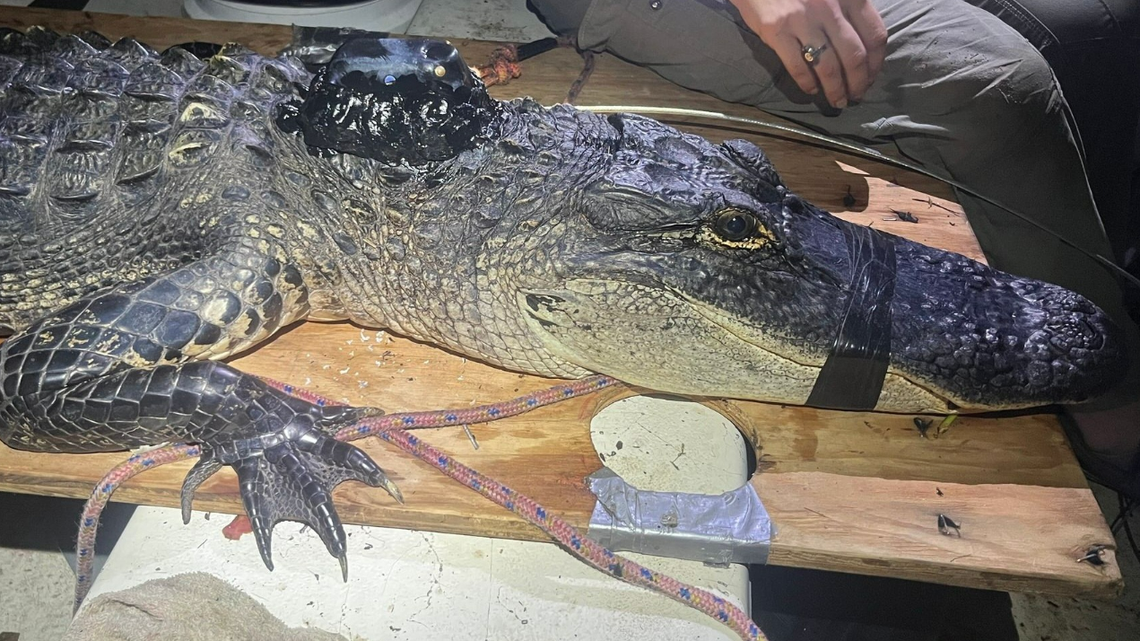Why did the 8-foot alligator known as BIP “abruptly travel 3 miles” from his home turf? He was trying to outrun a bigger gator, Georgia experts say.