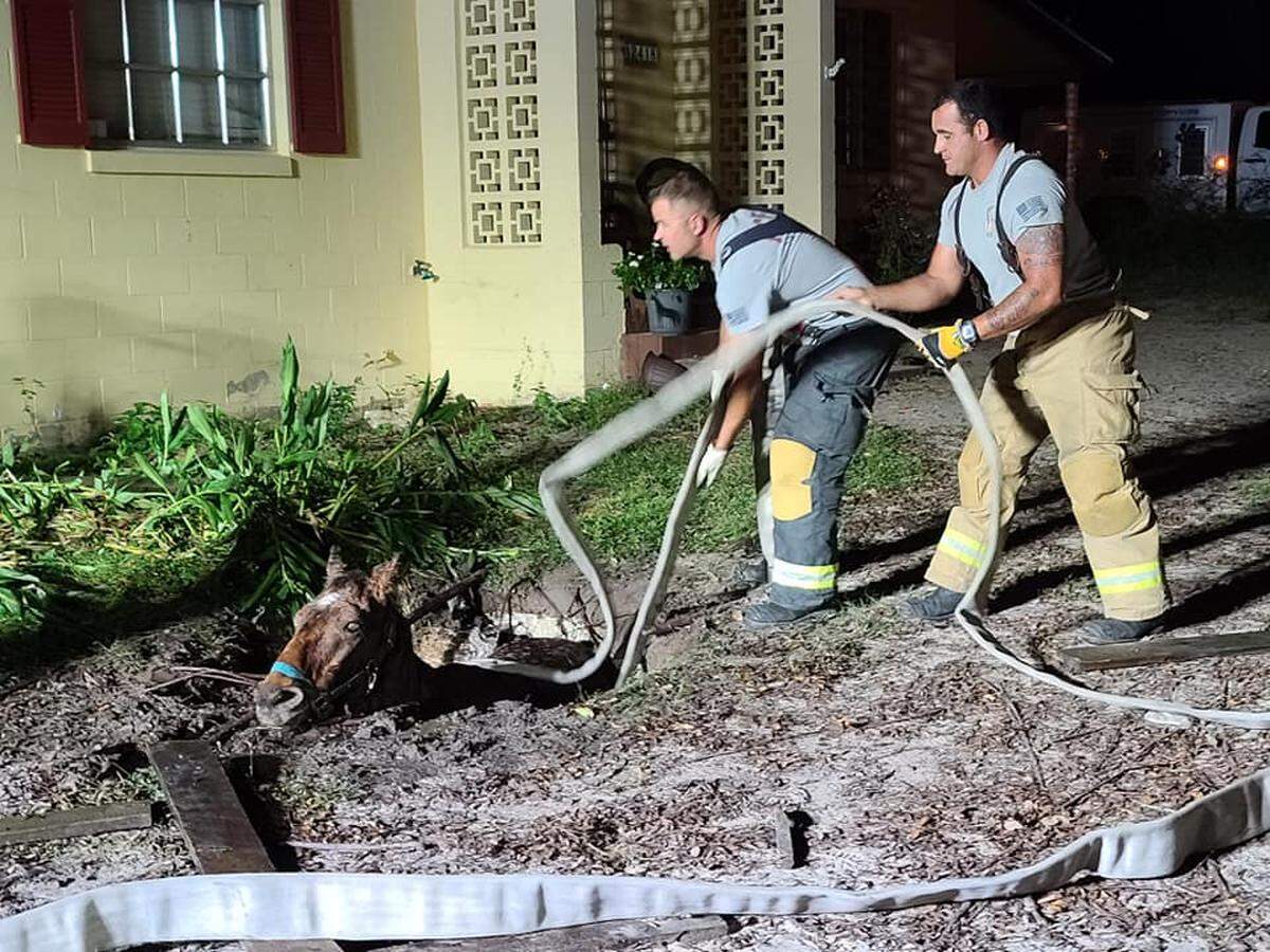 Marion County Fire Rescue firefighters work to pull Buddy Bear, a horse that had fallen into a septic tank in north central Florida, to safety on Oct. 30, 2020.