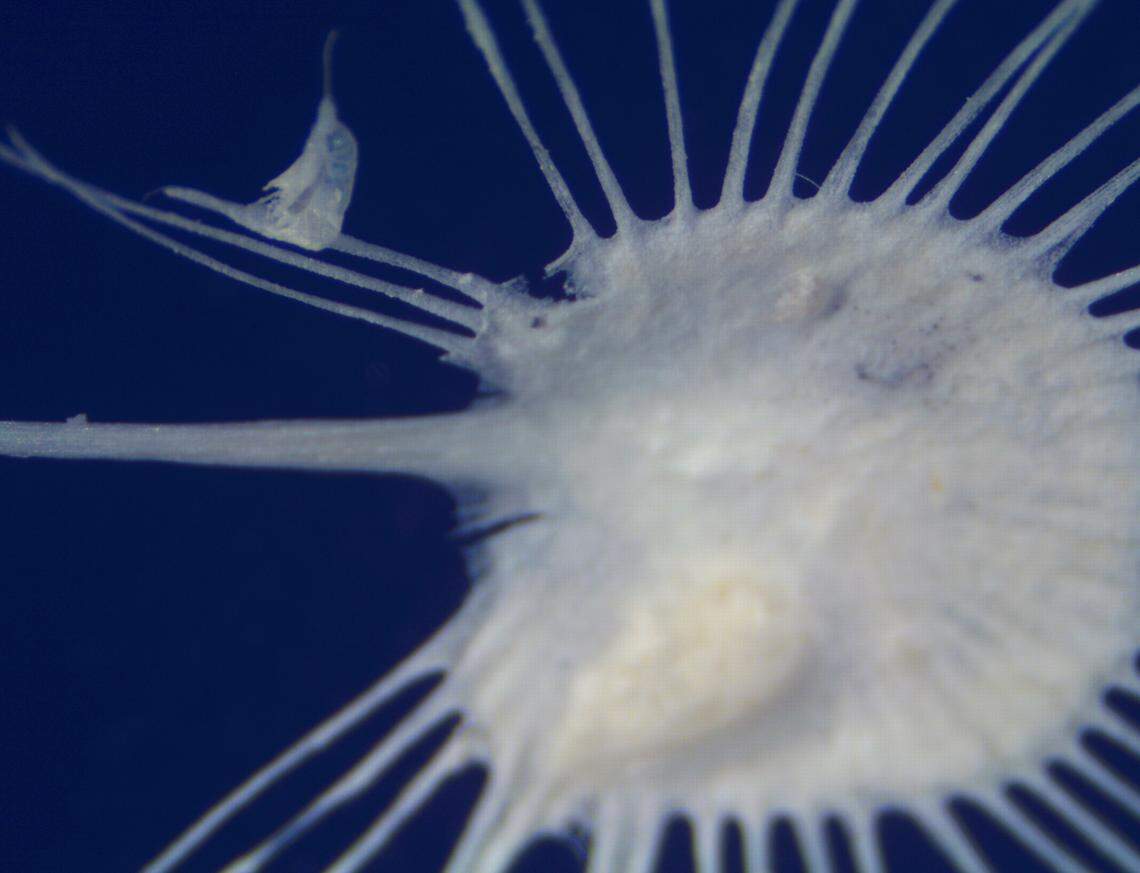 A close-up photo showing an Axoniderma wanda sponge eating a meal. The partially digested food looks like an oval bump.