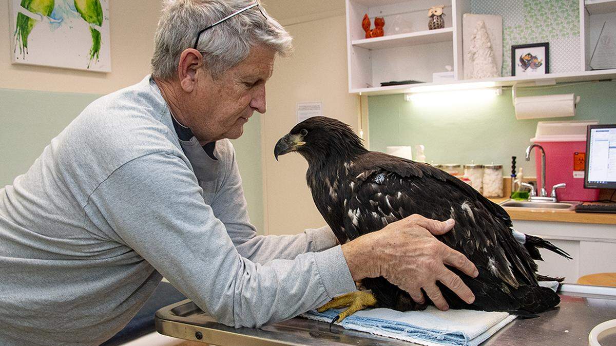 Lloyd Brown, Wildlife Rescue of Dade County founder, gently holds an eaglet as she recovers from anesthesia at VCA South Dade Animal Hospital. The eaglet was injured after a storm knocked her out of her bald eagle’s nest in South Miami in March 2021.