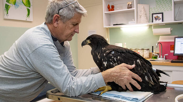 This bald eagle fell from a nest. Now, it’s ready for the wild — with a taste for iguana