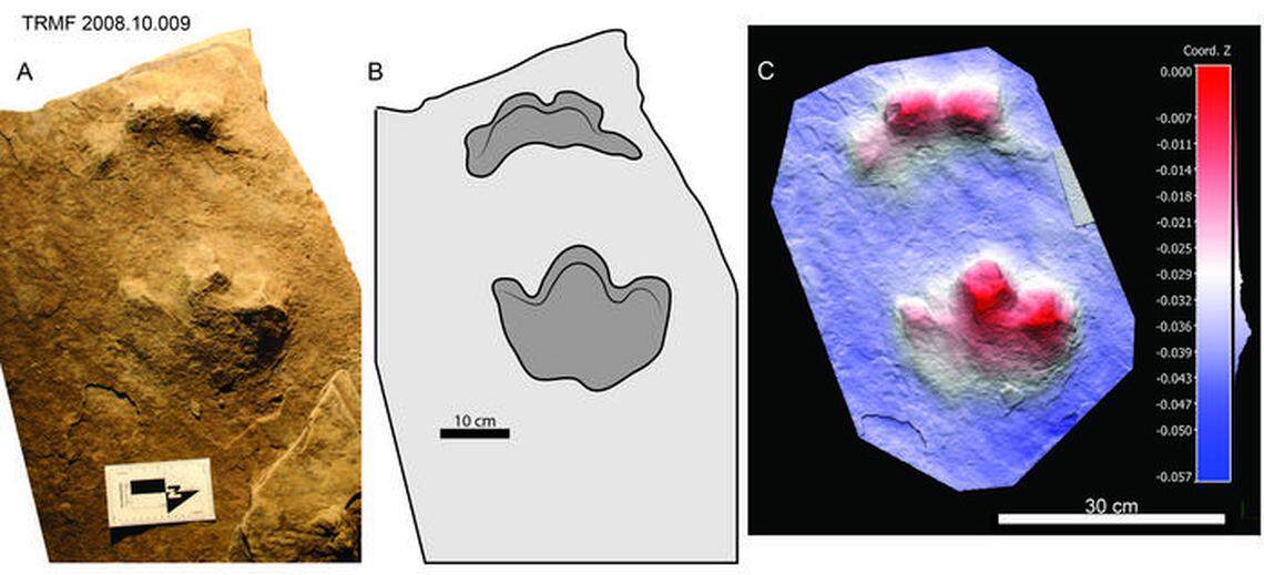 The tracks show three toes on the back feet, the first tracks of their kind, researchers said.
