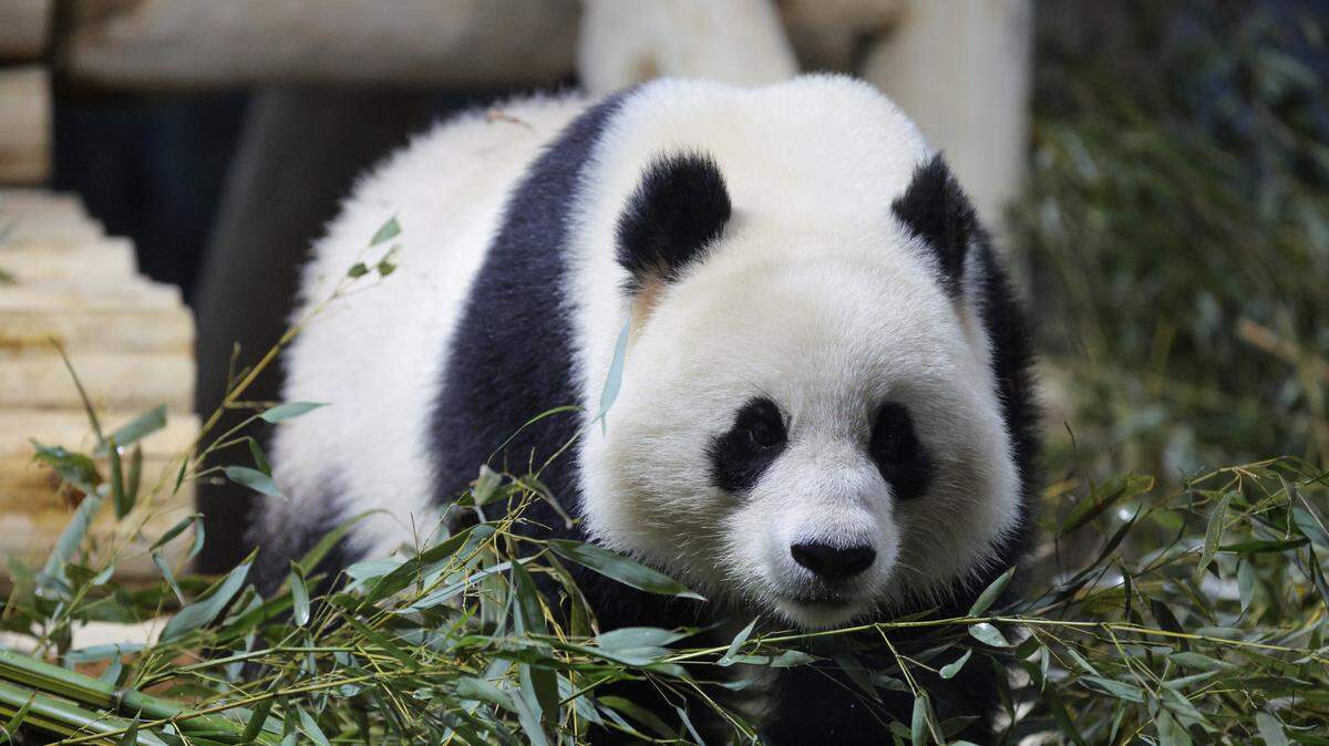 qing bao smithsonian national zoo giant pandas