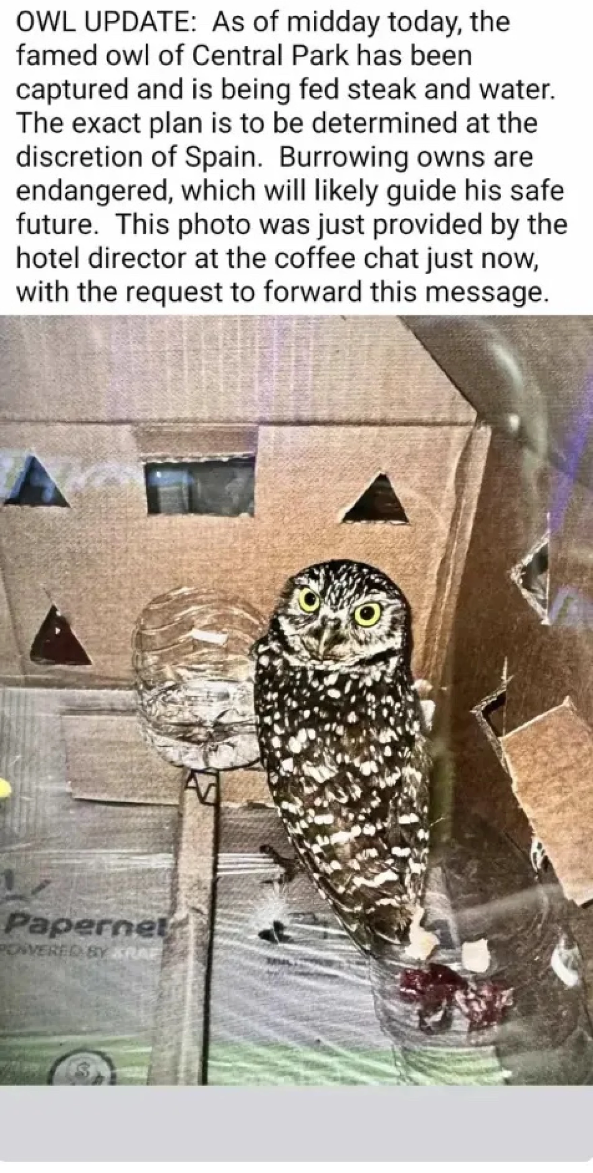 One of the stowaway owls pictured in a box crew used to safely house the owls during the 10-day trip to Spain.