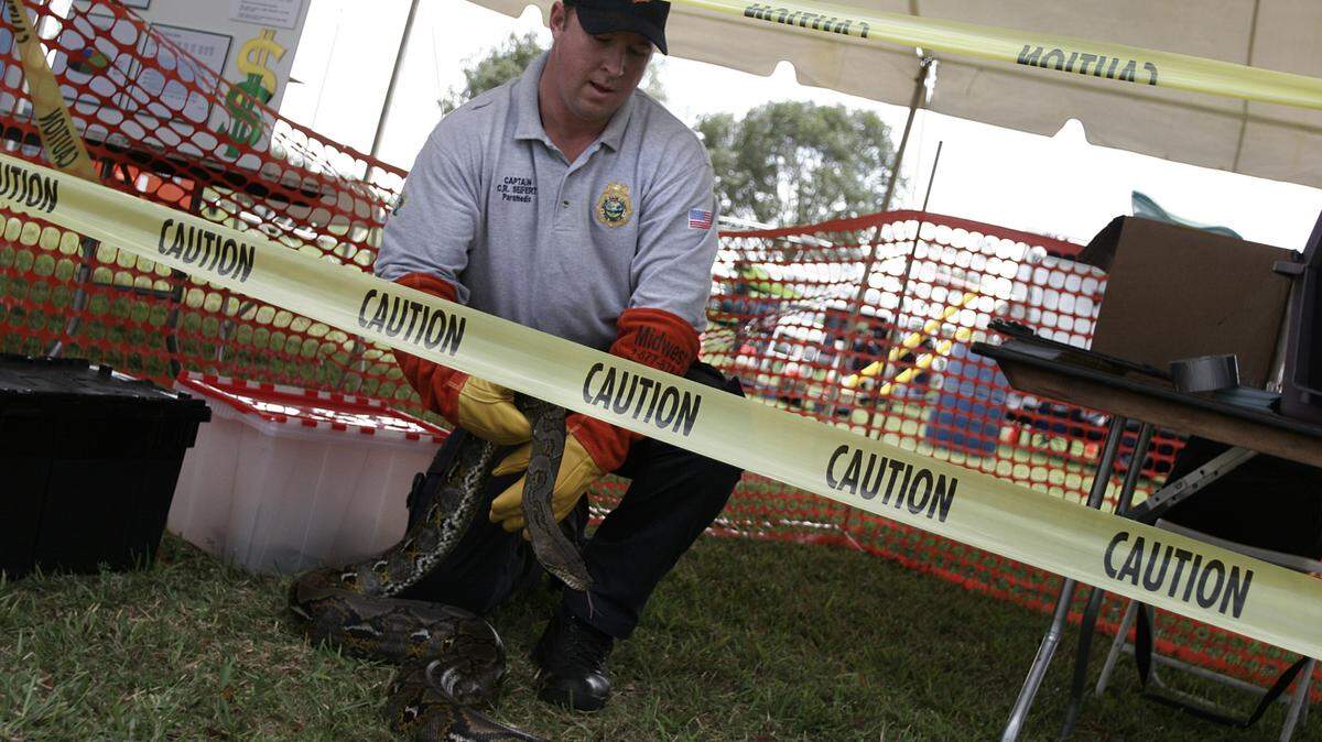 A Miami-Dade paramedic handles a reticulated python snake similar to the one found at the Port Richey home of Novita Indah and Larry Malugin. The couple is accused of smuggling protected wildlife from Indonesia and reselling them in the U.S. between 2011 and 2017.