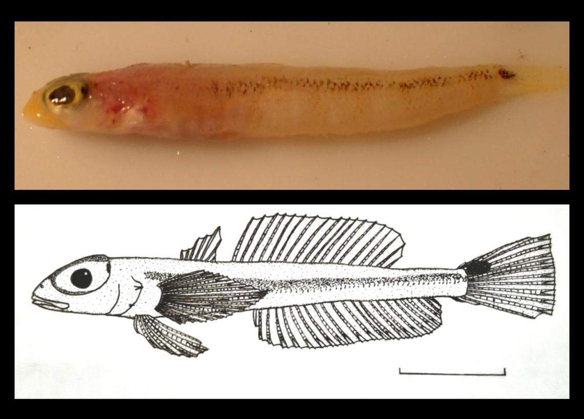 The banded duckbill signalfish has large eyes and a dark line going down the side of its body, researchers said.