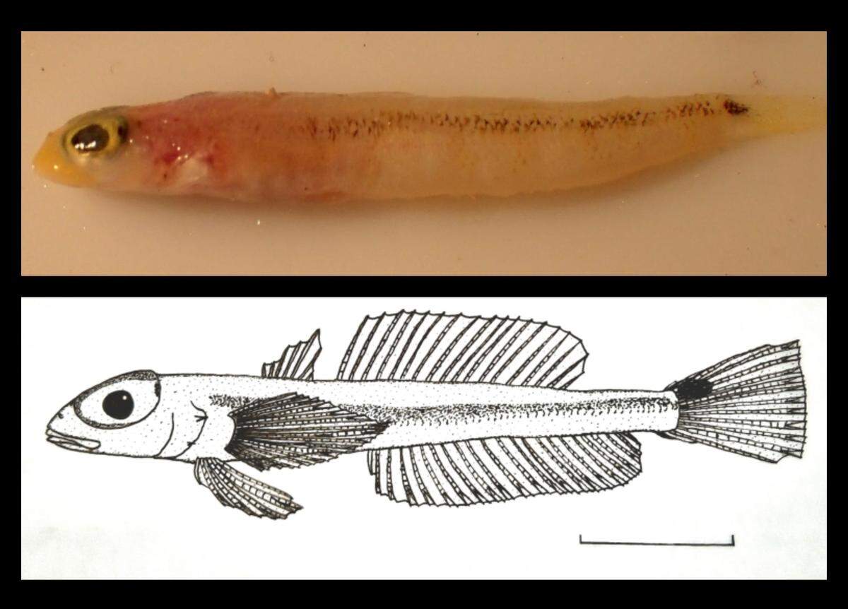 The banded duckbill signalfish has large eyes and a dark line going down the side of its body, researchers said.