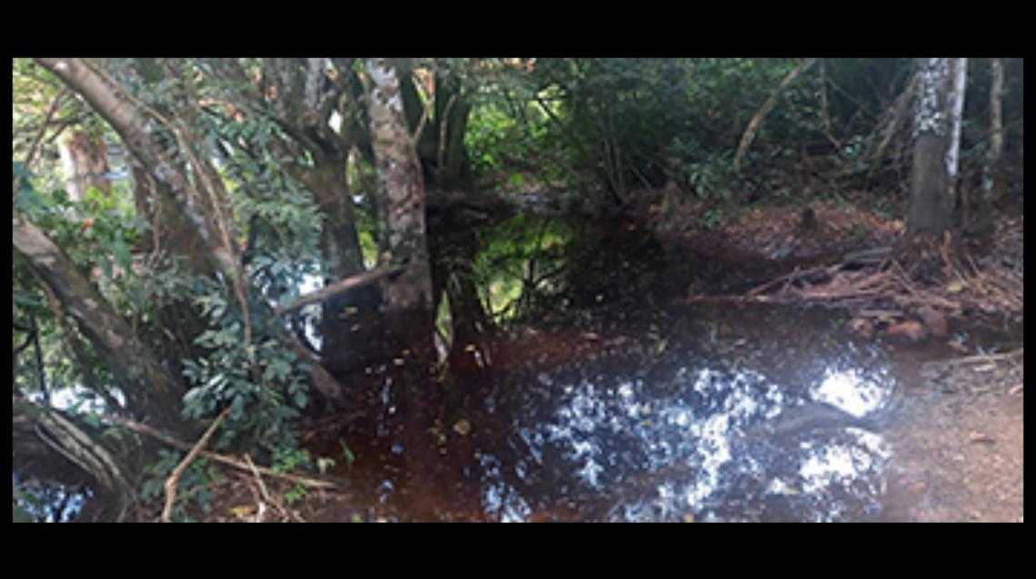 The fish was discovered in a blackwater pond on a river in the Amazon Basin.