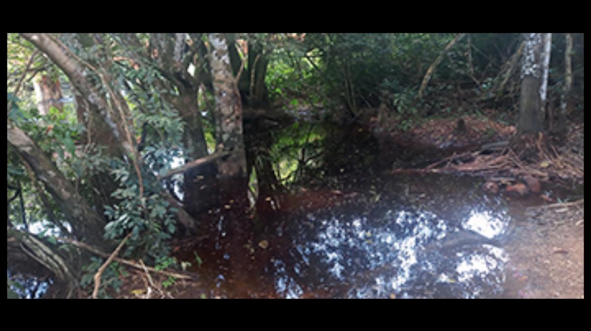 The fish was discovered in a blackwater pond on a river in the Amazon Basin.