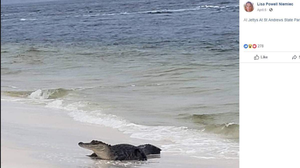 Lisa Powell Niemiec posted this picture of an alligator at St. Andrews State Park in Panama City Beach in Florida on April 6, 2019.