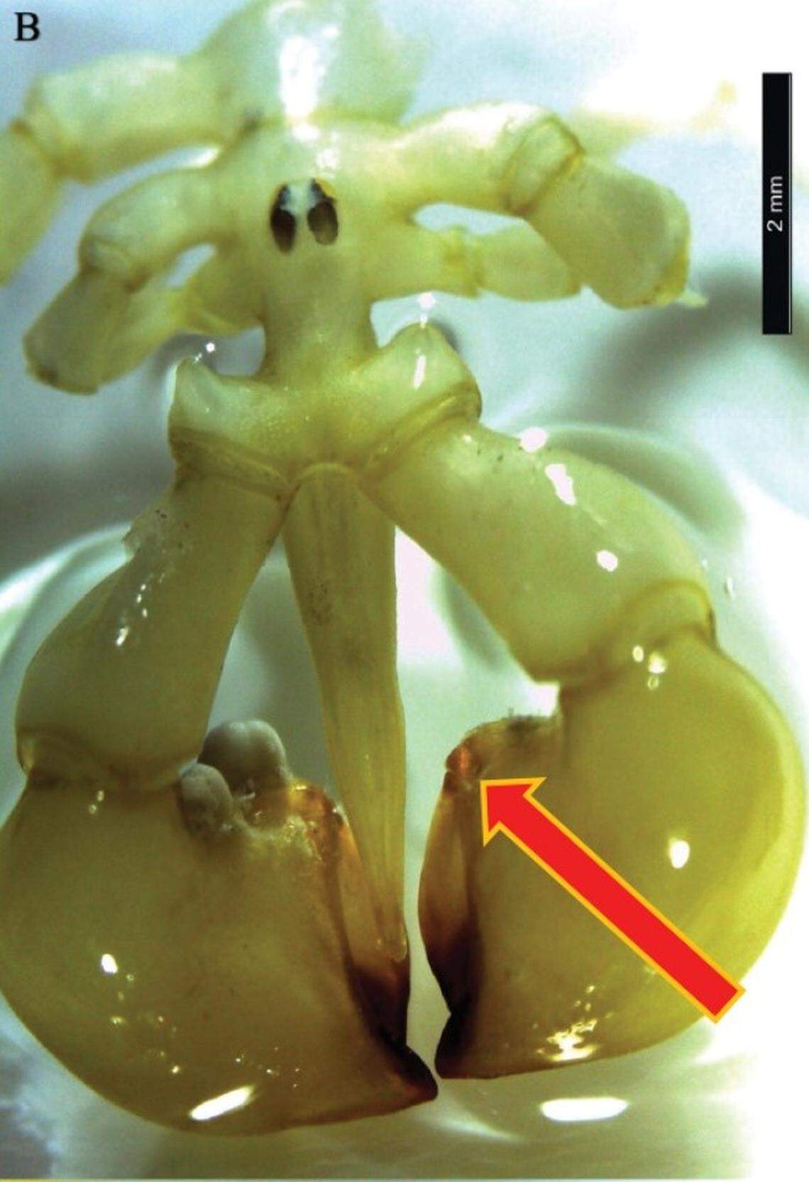 The tips of the creature’s claws are “blackened.”