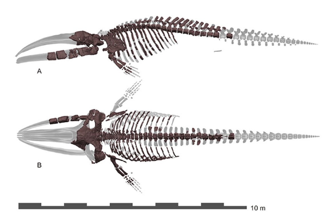 Researchers uncovered part of the skull, spine, ribs and flippers.