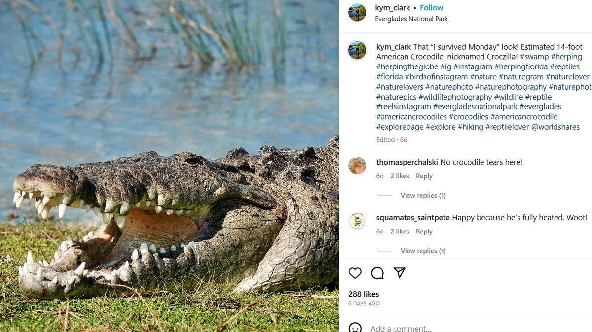 Croczilla/Kym Clark