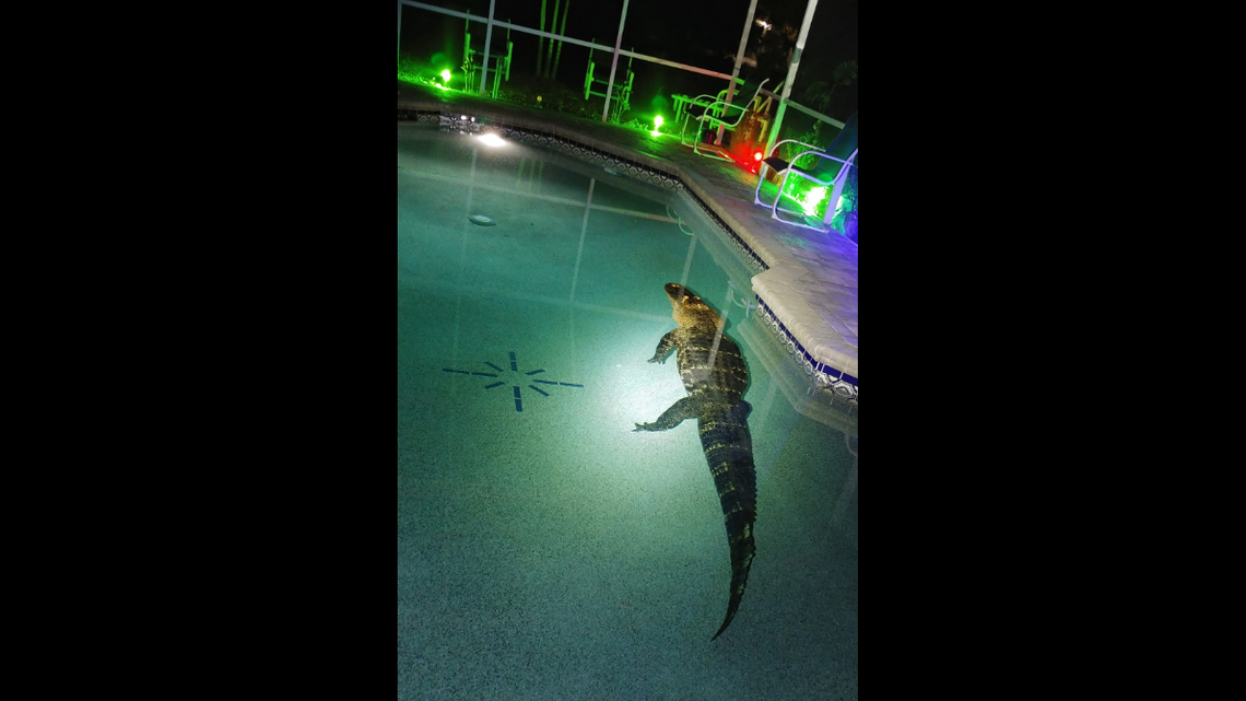 A Florida family investigating “loud noises” in their home at 1:30 a.m. discovered the worst kind of break-in was in progress — one involving an alligator about the size of a small Mitsubishi.