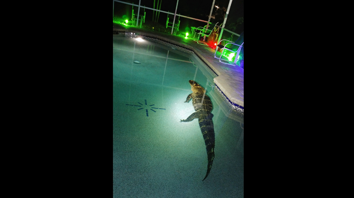 A Florida family investigating “loud noises” in their home at 1:30 a.m. discovered the worst kind of break-in was in progress — one involving an alligator about the size of a small Mitsubishi.