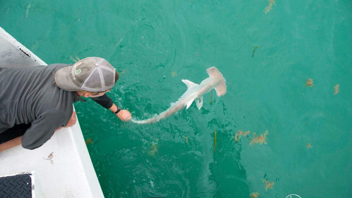 A research team member releases a tagged juvenile great hammerhead shark in Biscayne Bay. A new study shows a section of the bay serves as a vital nursery for the endangered species.