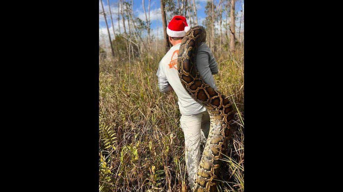 Ian Easterling, a biologist with the Conservancy of Southwest Florida, captured a 153-pound female Burmese python, one of the largest caught in Florida in 2025.