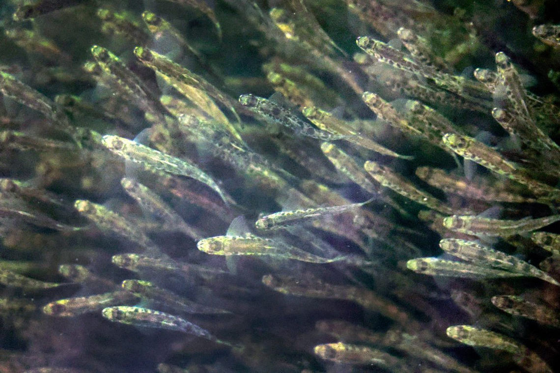 Juvenile salmon, also known as fingerlings, swim against gentle current at Atlantic Sapphire Bluehouse Salmon farm in Homestead on Friday, Feb. 7, 2025. Atlantic Sapphire uses a technology for growing sustainable seafood on land called Recirculating Aquaculture Systems.