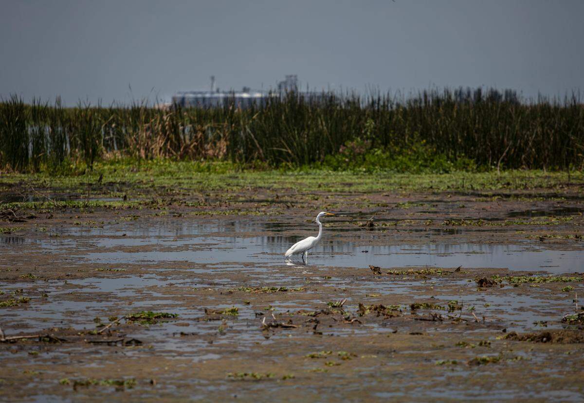 South Bay, Florida: A Great White Heron wades in Stormwater Treatment Area 1 West with a sugar mill off in the distance.