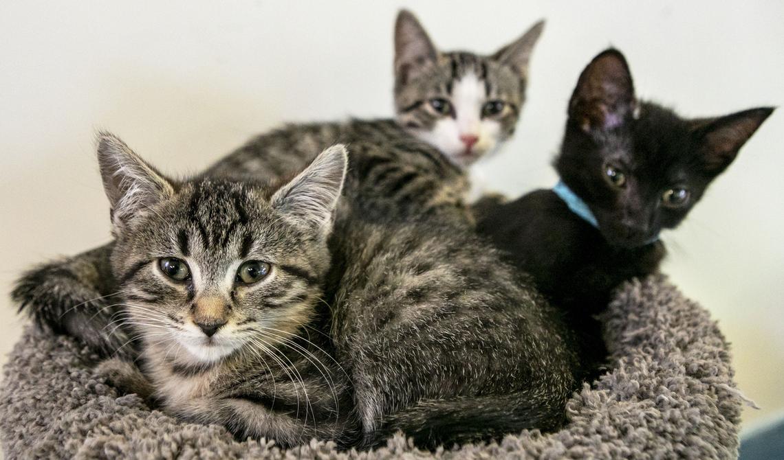 A group of formerly stray kittens lie together in the “catwalk” exhibit at the Miami-Dade Animal Services Pet Adoption & Protection Center. All three kittens are available for adoption.