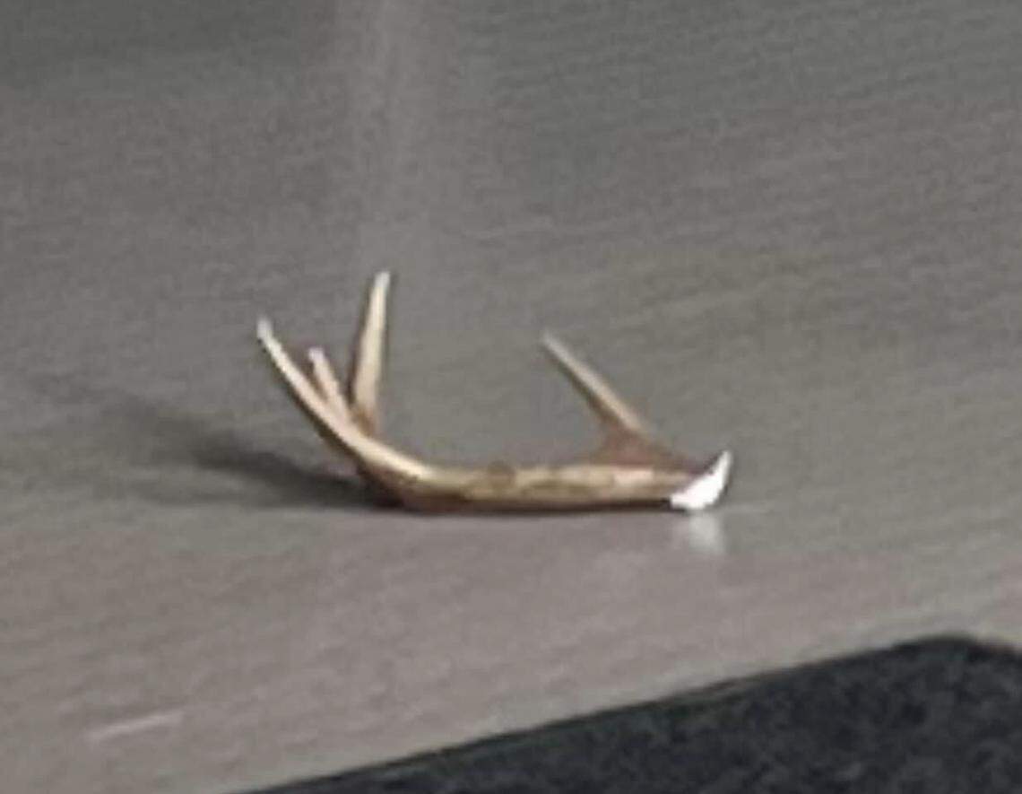 An antler left behind by a “burglar” deer in New Hampshire, according to Barnstead police.