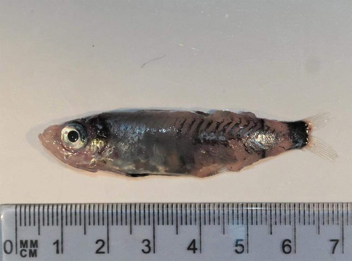 The great deepwater cardinalfish or Microichthys grandis.